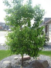 JunePics2011 032.JPG